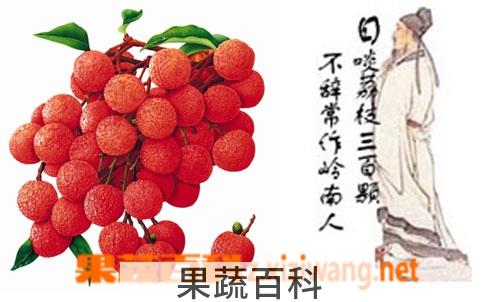 果蔬百科荔枝