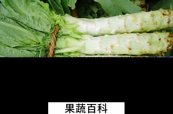 果蔬百科莴苣的功效与作用