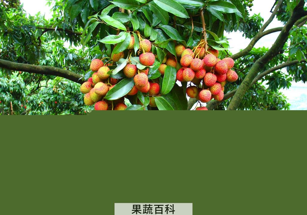 果蔬百科荔枝