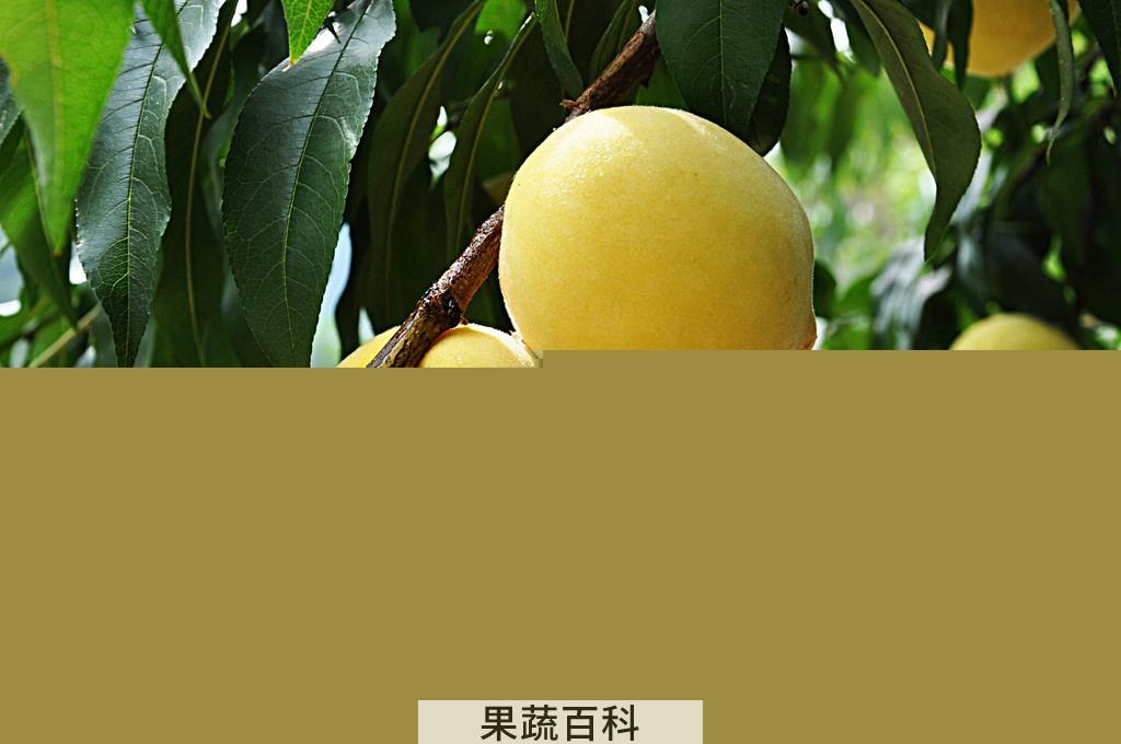 果蔬百科黄桃