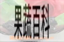 果蔬百科乌酸梅