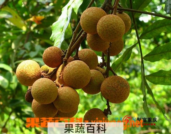 果蔬百科龙眼