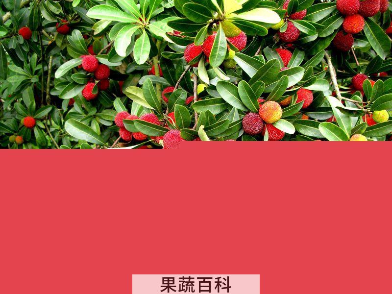 果蔬百科杨梅