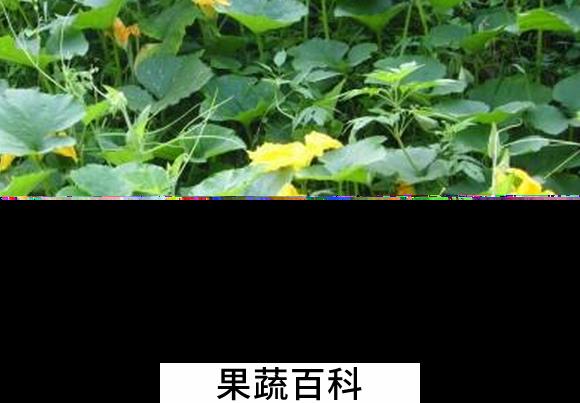 果蔬百科南瓜藤的功效与作用