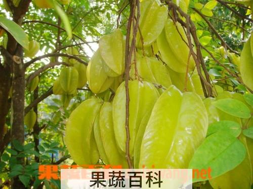 果蔬百科杨桃