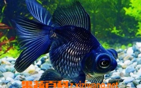 风水鱼图片微信 风水鱼图大全