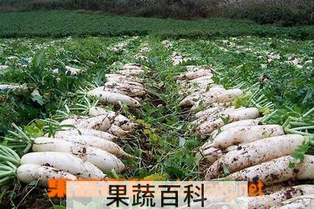 果蔬百科秋萝卜什么时候种