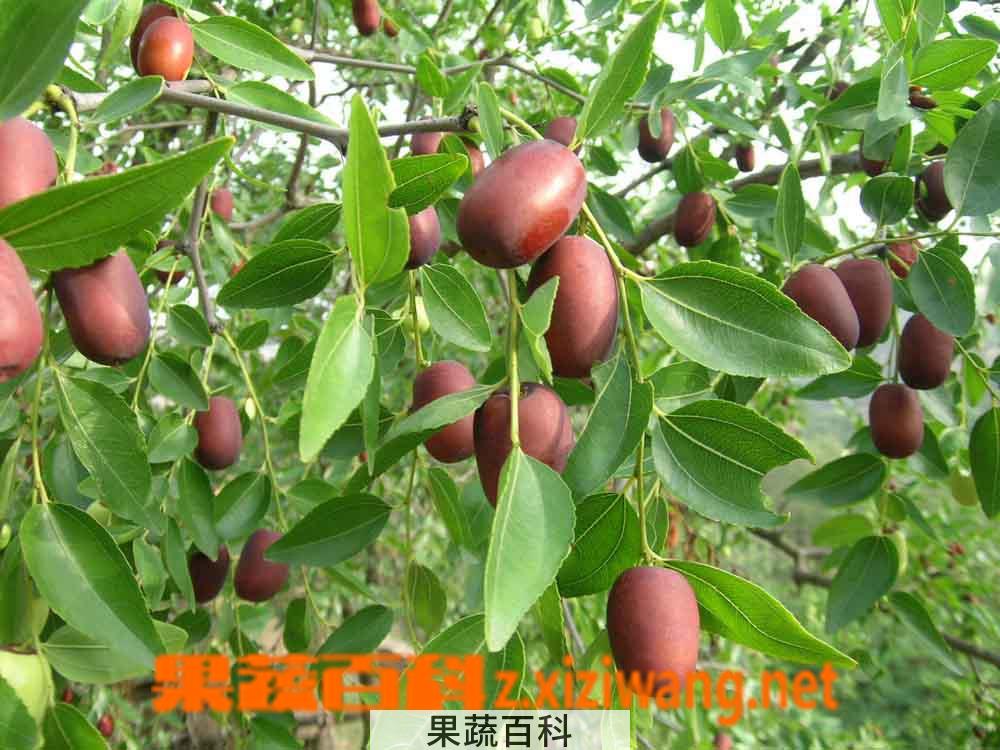 果蔬百科红枣