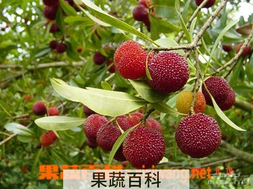 果蔬百科杨梅