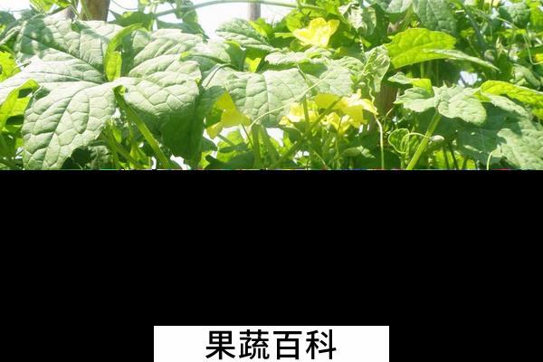 果蔬百科苦瓜藤的功效与作用