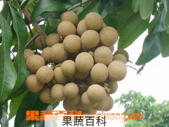 果蔬百科桂圆