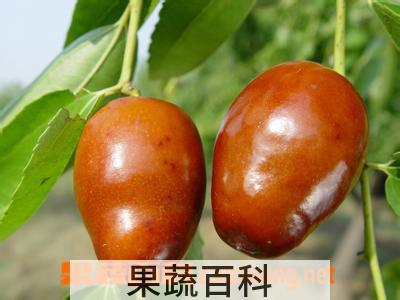 果蔬百科枣