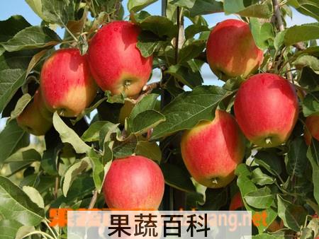 果蔬百科苹果
