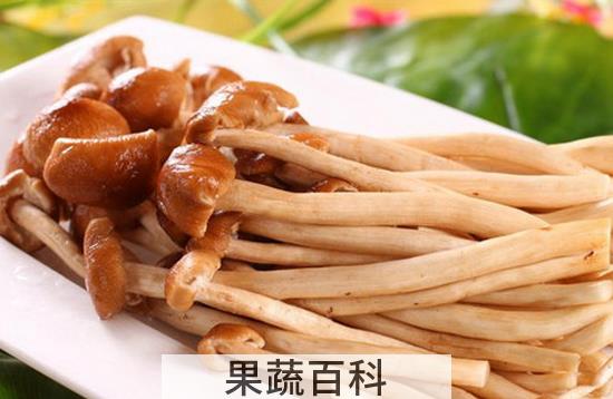 果蔬百科茶树菇的营养价值