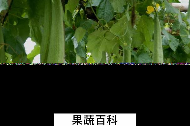 果蔬百科丝瓜的药用功效有哪些
