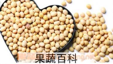 果蔬百科黄豆的功效与作用