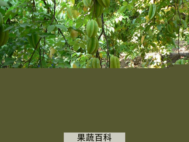 果蔬百科杨桃
