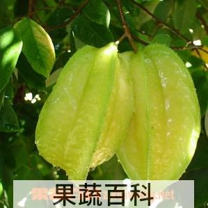 果蔬百科杨桃