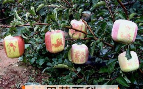 苹果疗法真的有用吗 apple 16