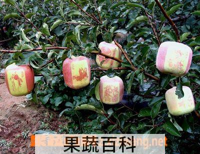 果蔬百科苹果