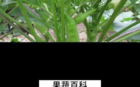 洋辣椒有什么营养价值 洋辣椒有什么作用