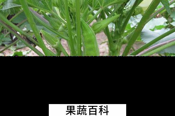 果蔬百科洋辣椒的功效与作用