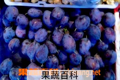 果蔬百科乌梅