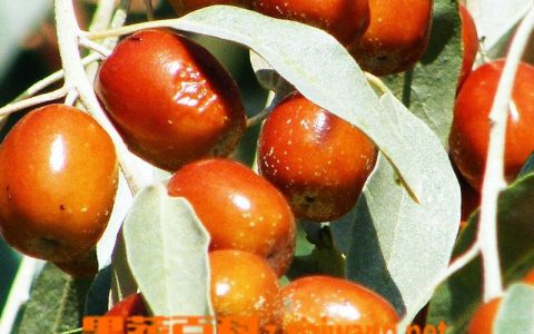 吃沙枣有什么用处和功效 吃沙枣有什么用处?