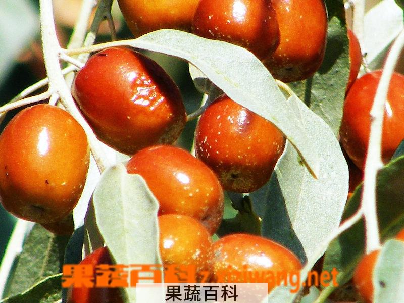 果蔬百科沙枣