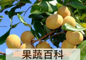果蔬百科龙眼