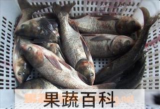 果蔬百科白鲢鱼怎么做好吃