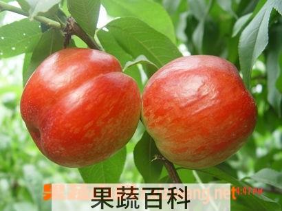 果蔬百科油桃
