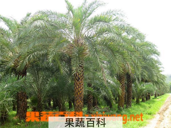 果蔬百科海枣
