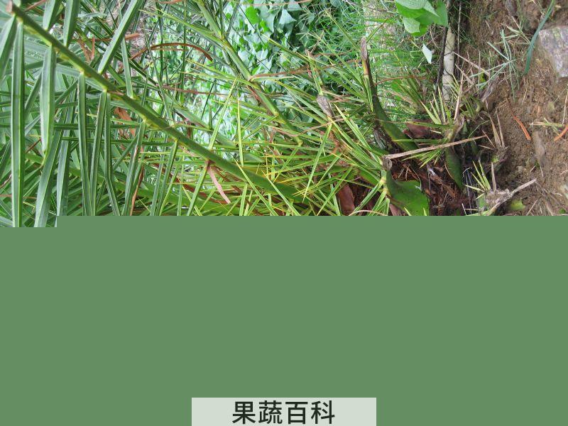 果蔬百科海枣