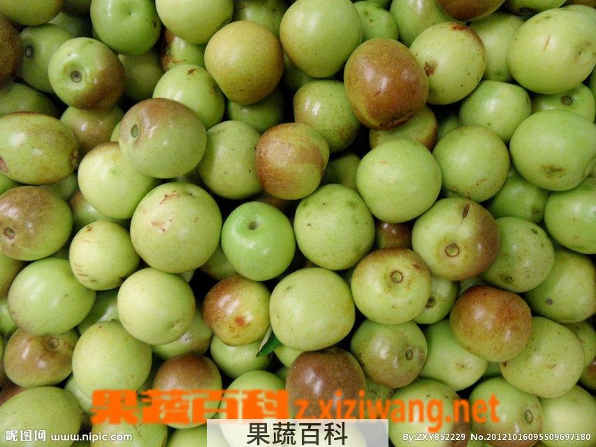 果蔬百科冬枣