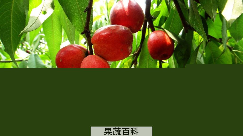 果蔬百科油桃