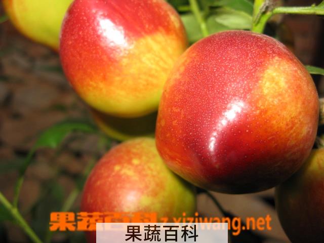 果蔬百科油桃