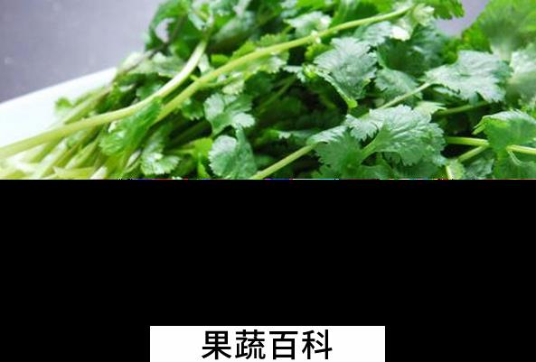 果蔬百科香菜的实用功效有哪些