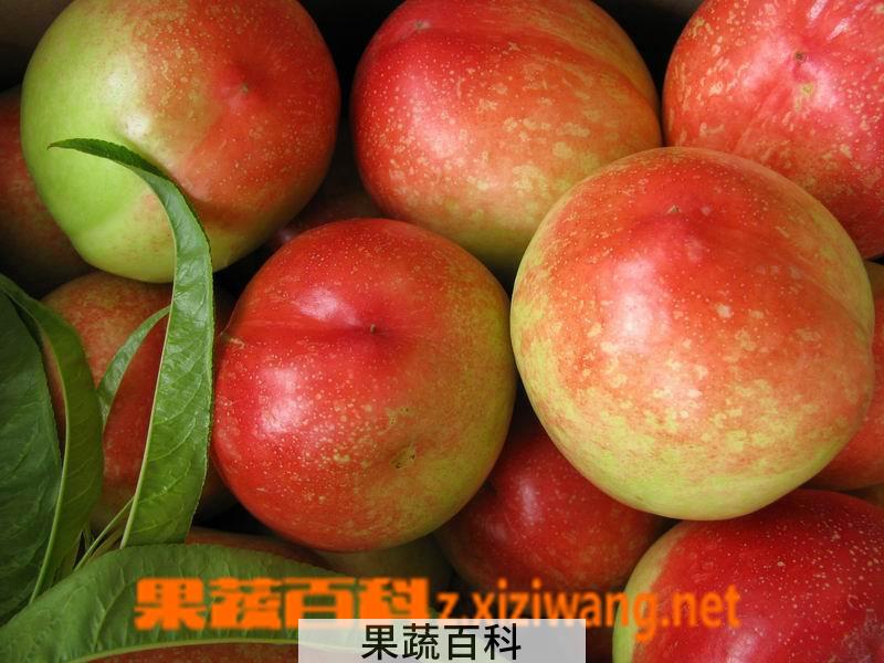 果蔬百科油桃