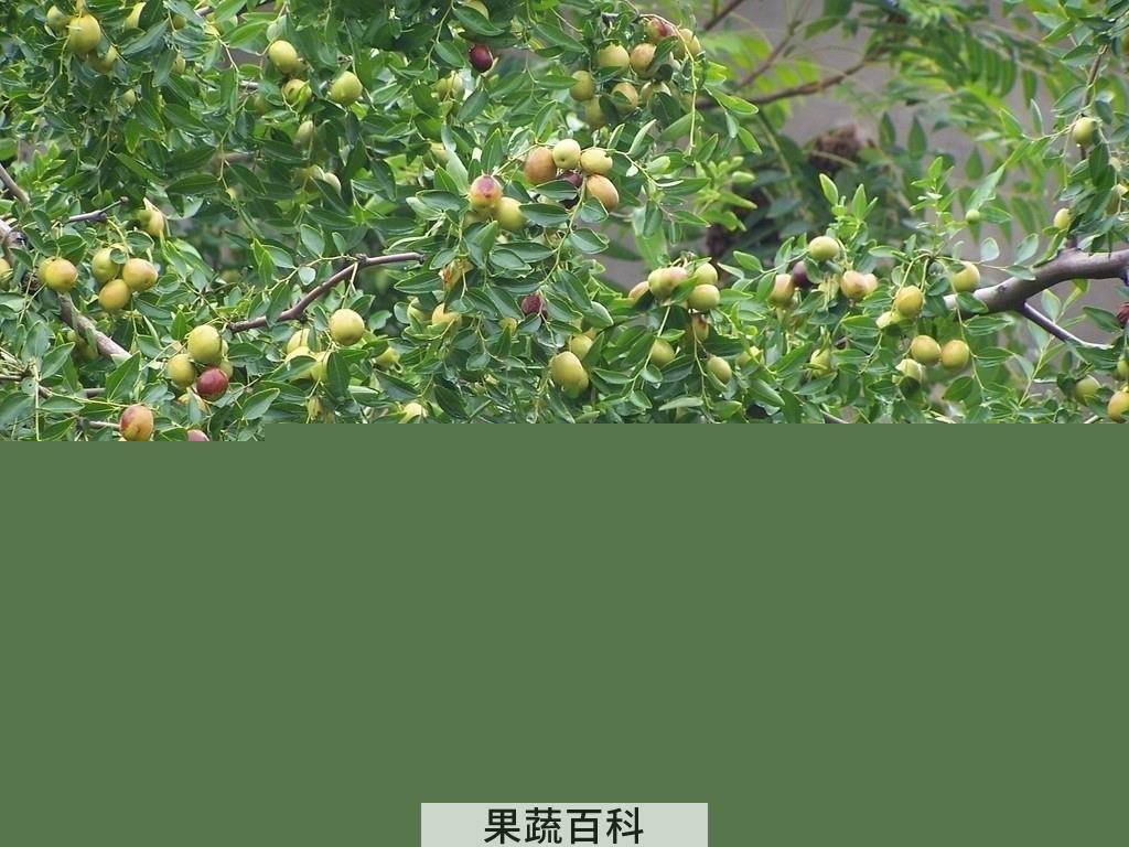果蔬百科枣