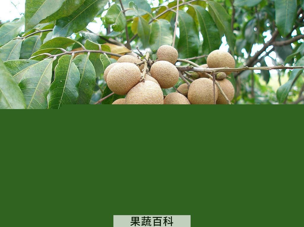 果蔬百科龙眼