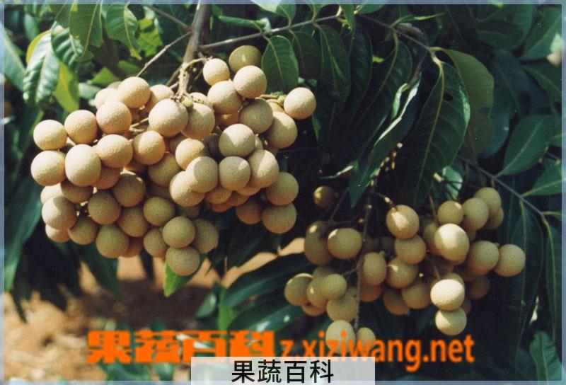 果蔬百科龙眼