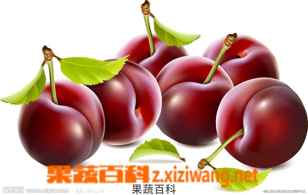 果蔬百科李子