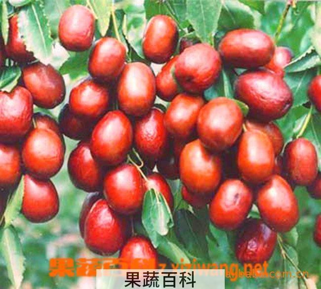 果蔬百科枣