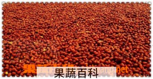 果蔬百科大枣