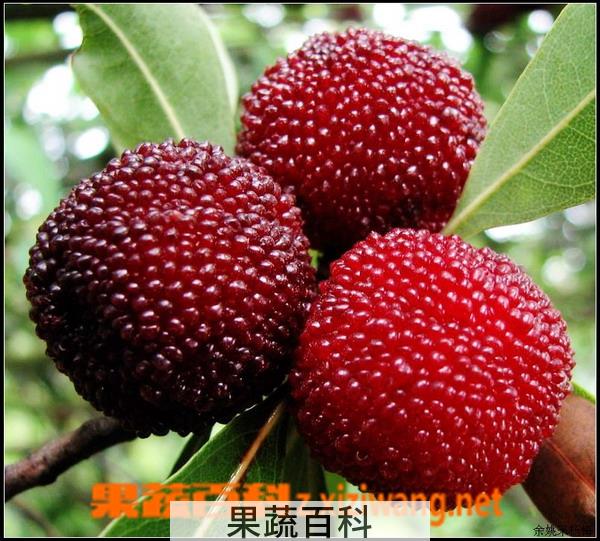 果蔬百科杨梅