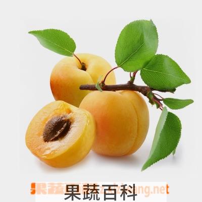 果蔬百科杏