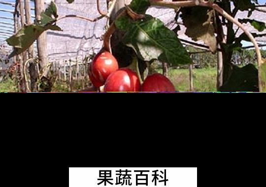 果蔬百科树番茄的功效与作用