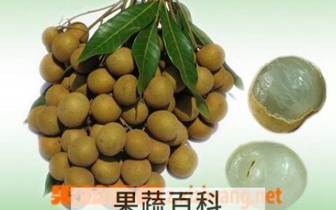 龙眼的营养和功效 龙眼的营养价值与食用功效