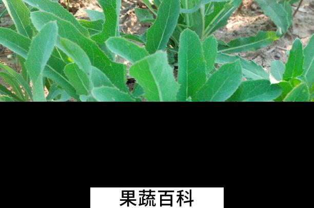 果蔬百科哪些野菜能